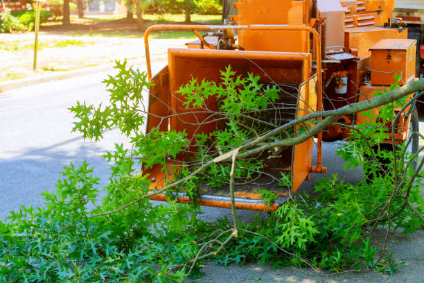 Best Palm Tree Trimming  in Kansas City, MO